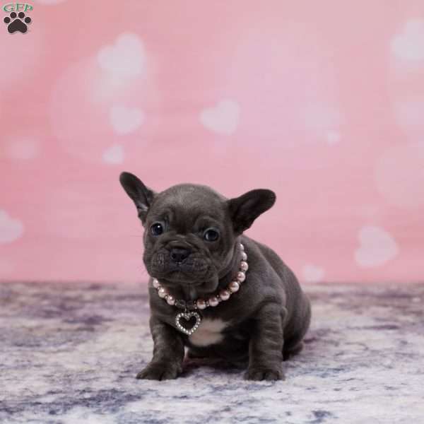 Kyra, Frenchton Puppy